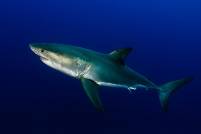 blacktip-shark