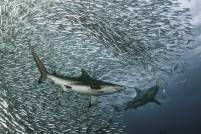 sharks_3