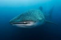 whaleshark