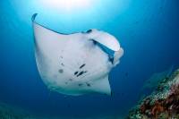 mantaray